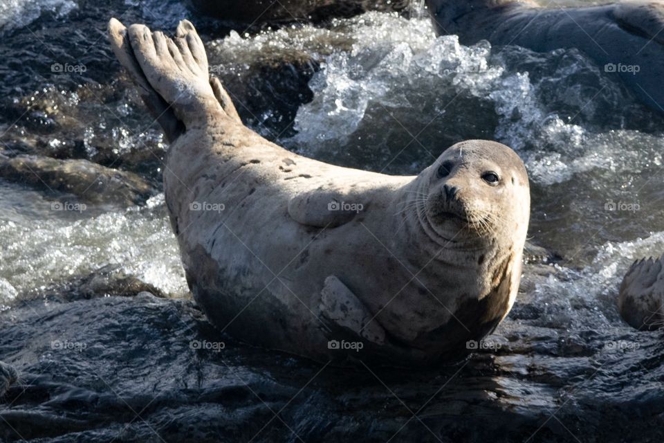 Seal lounging off the coast of California. 