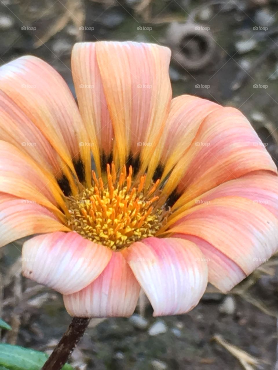 Peach daisy 
