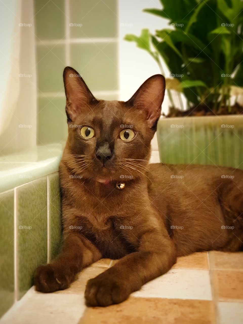 A dark brown burmese cat breed of domestic cat, originating in Thailand lying on in the bath room. - Close up