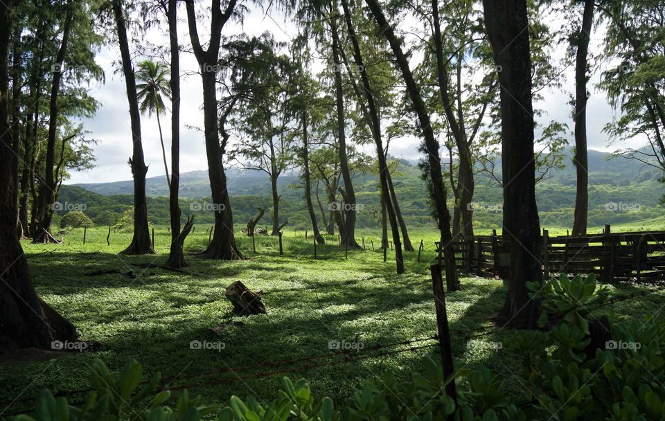 Incredible lush greenery paints a field in Maui