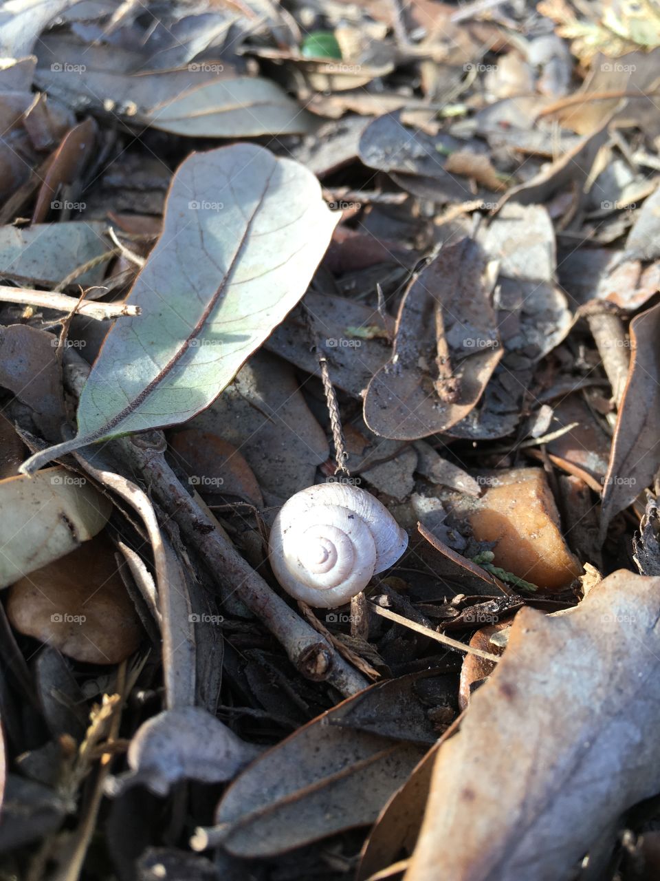 Tiny shell 