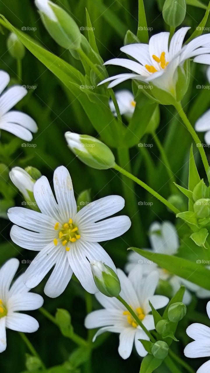 Flowers