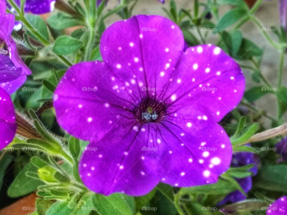 how beautiful nature is, see the delicacy of this flower, lilac with white spots, which look like they were put on with a brush.