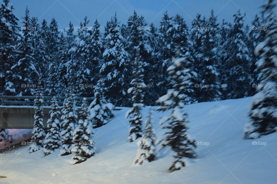 Canadian Forest in the Dead of Winter