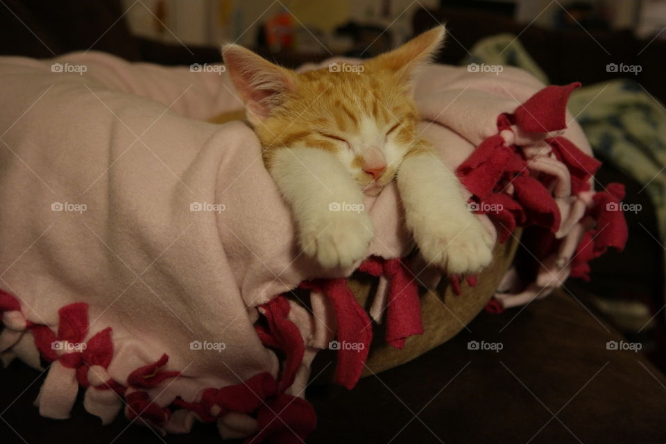 Sleeping kitten