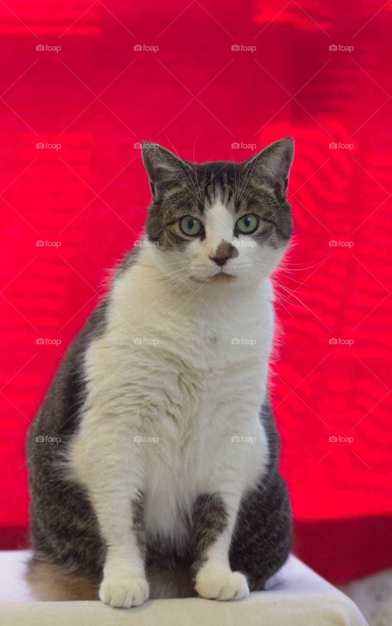 Tabby cat setting with great anticipation for his next treat with bright red background.