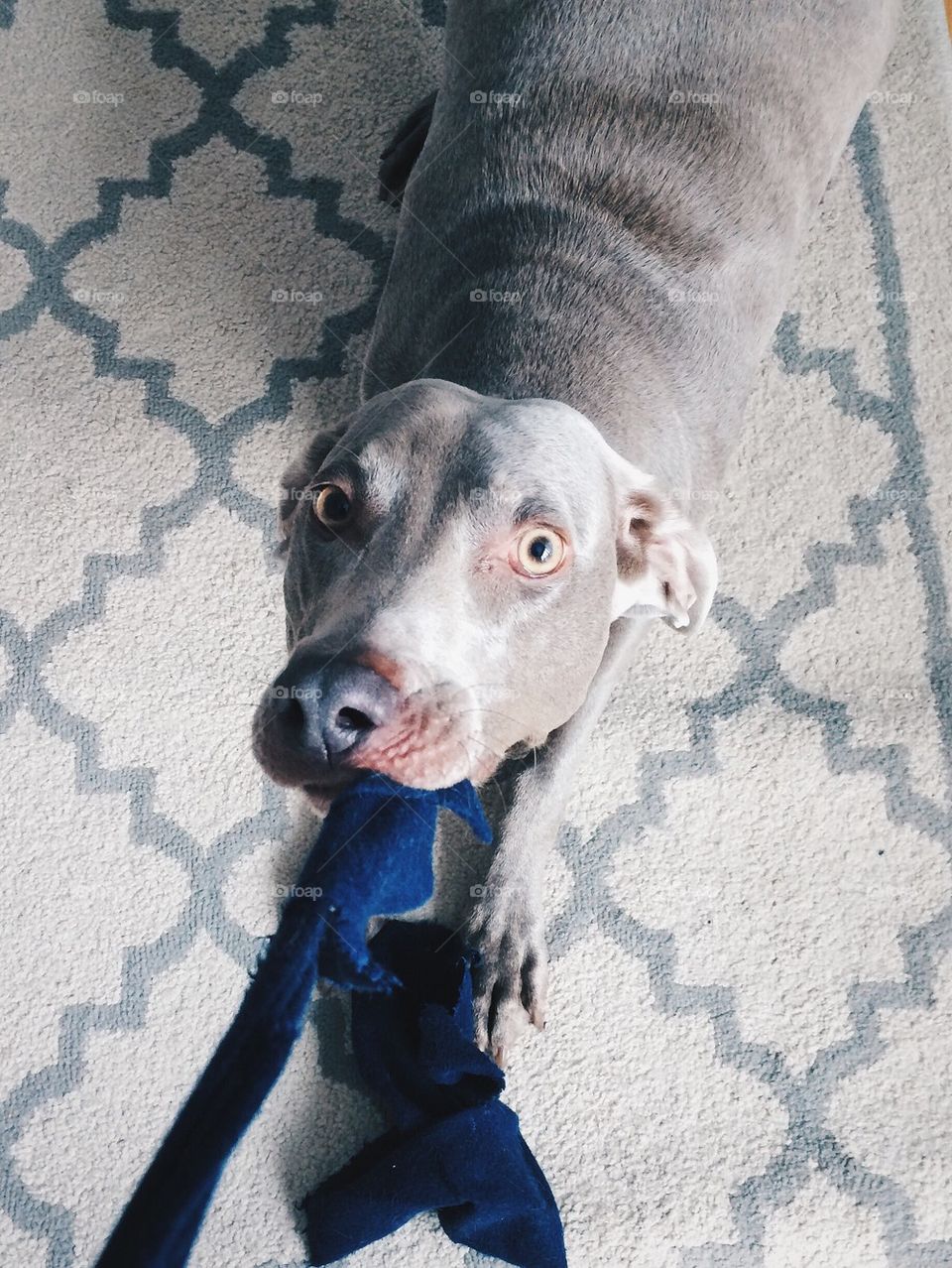 Weimaraner tug of war