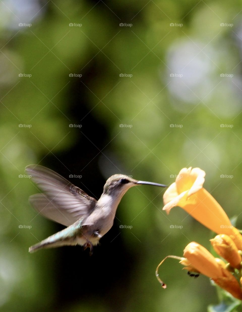 Hummingbird at a trumpet Flower