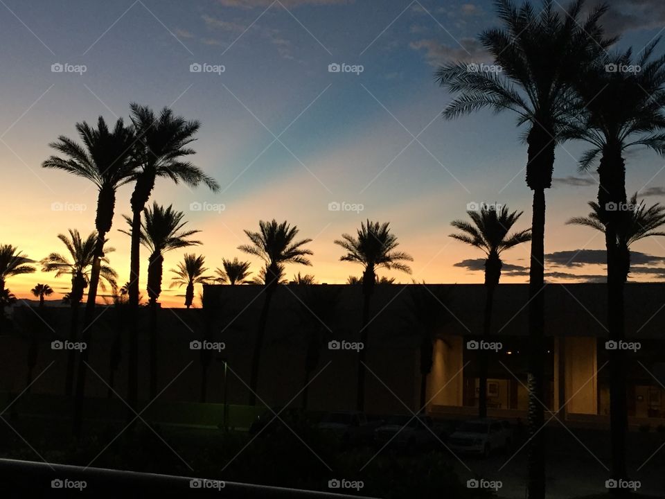 Palm Trees sunrise