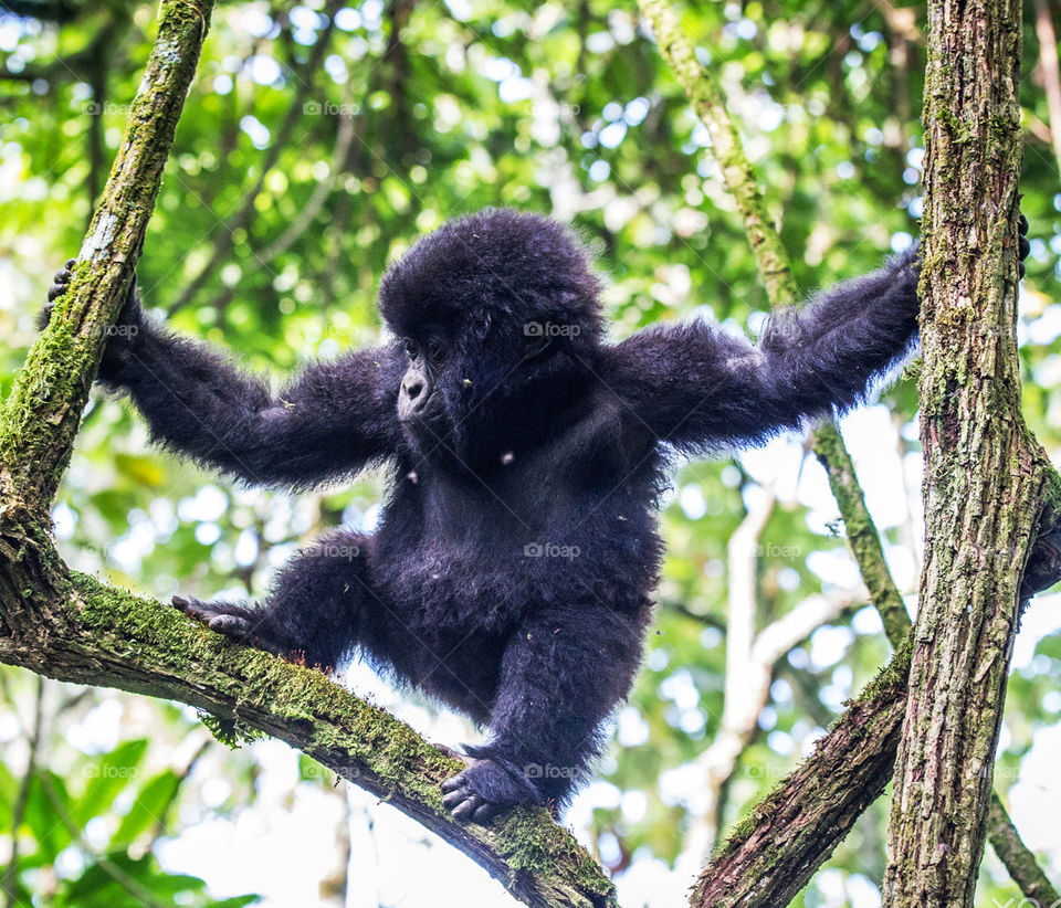 Congo wildlife Pictures