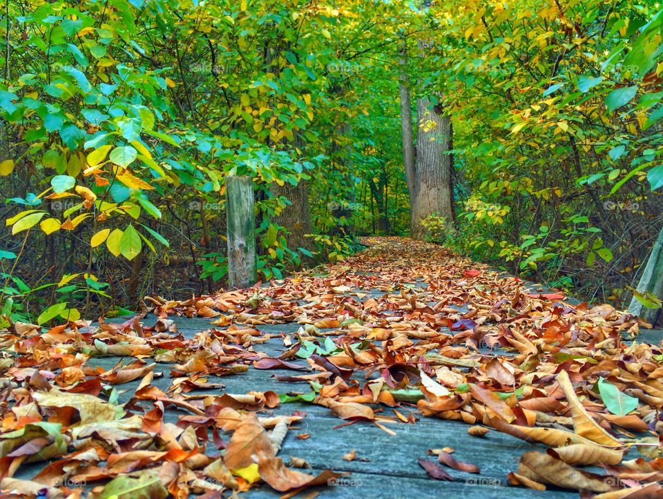 A Boardwalk Through Autumn . A shot of leaves lying all over a woodland boardwalk 