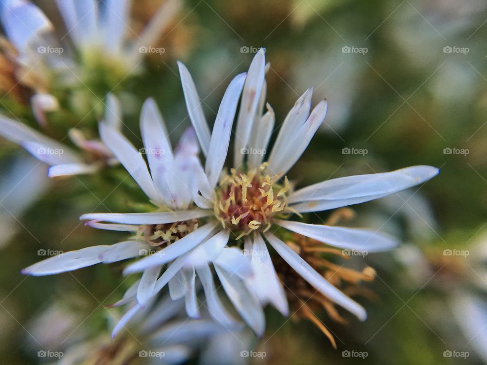 White flowers