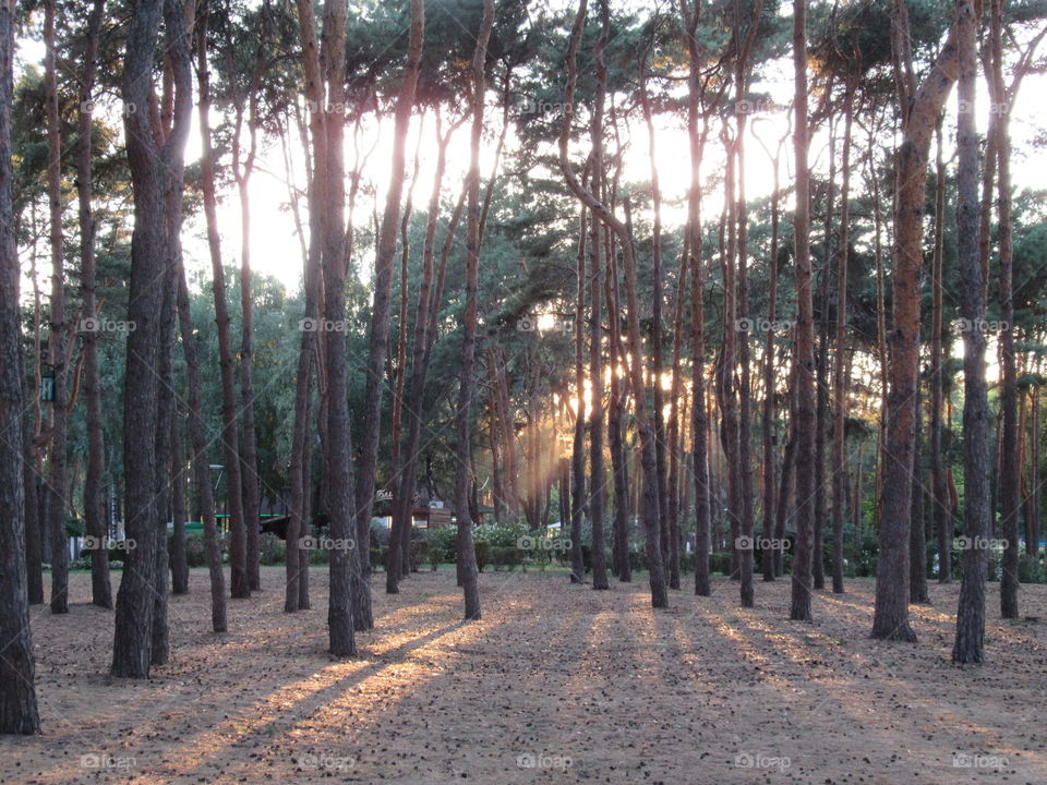 the sun's rays pass through trees in the park, Voronezh city, Russia