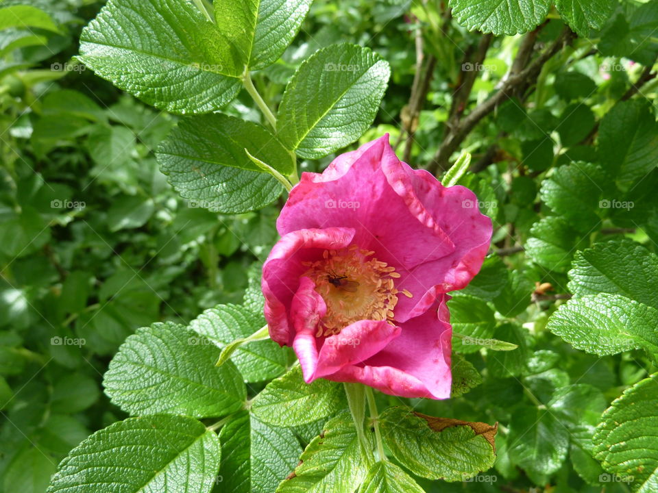 June flowers of summer