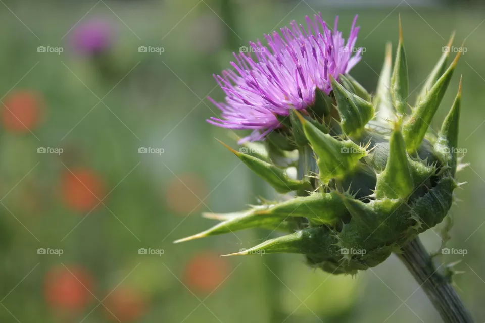 flower