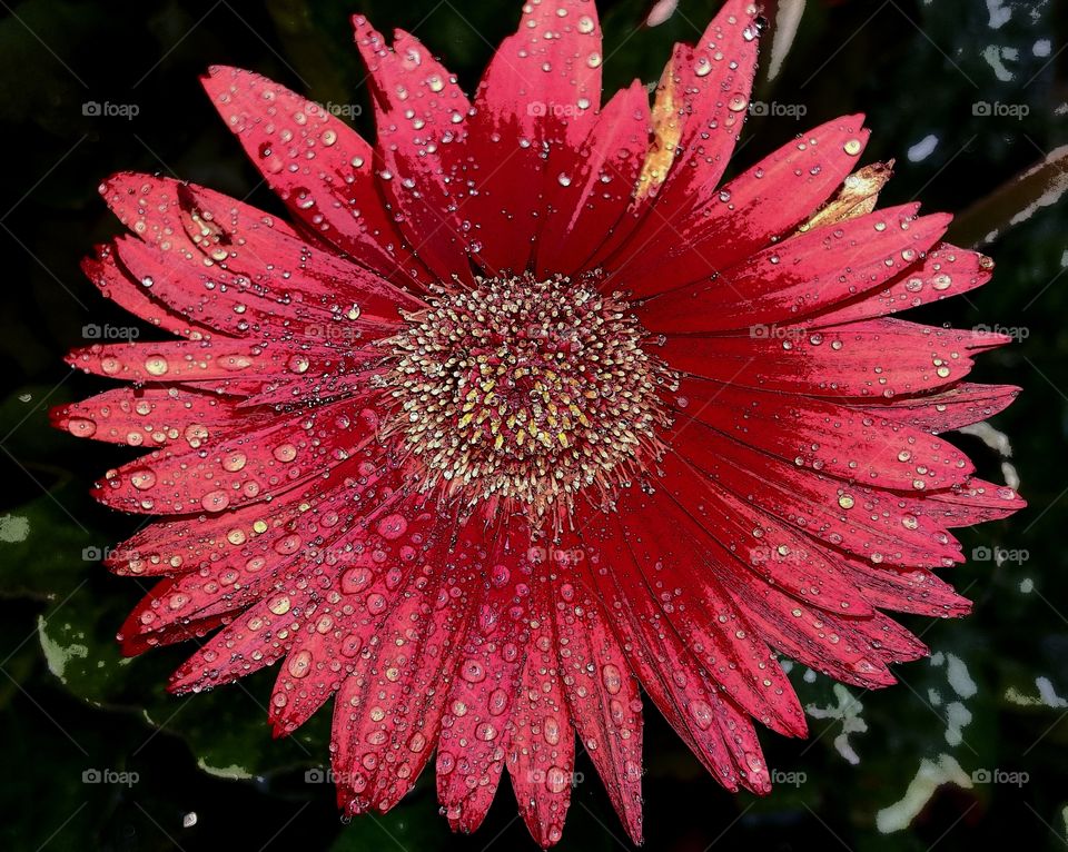 gerber daisy art