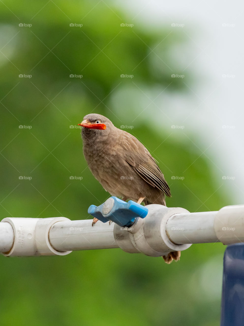 Jungle Babbler