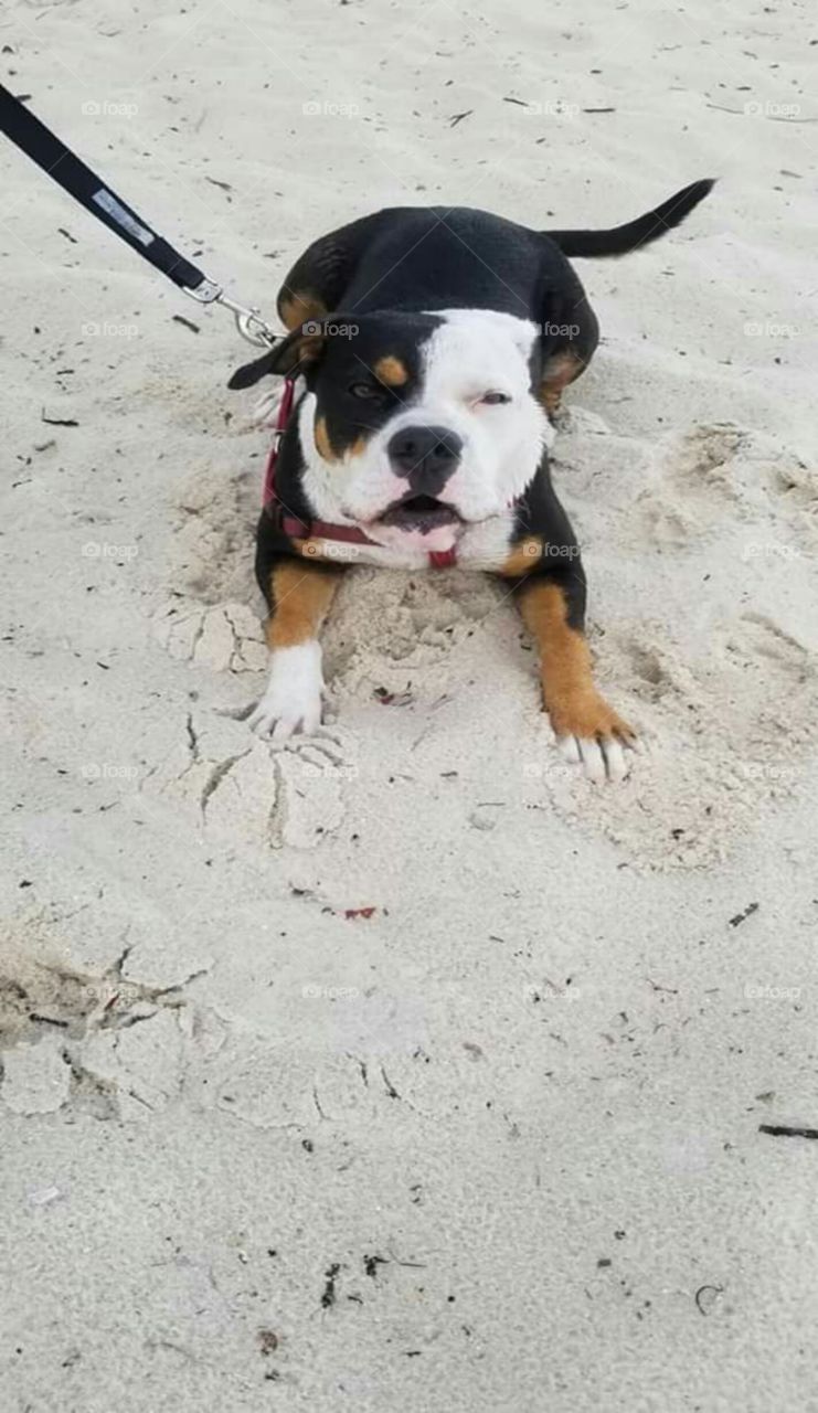 cute canine lying on the sand