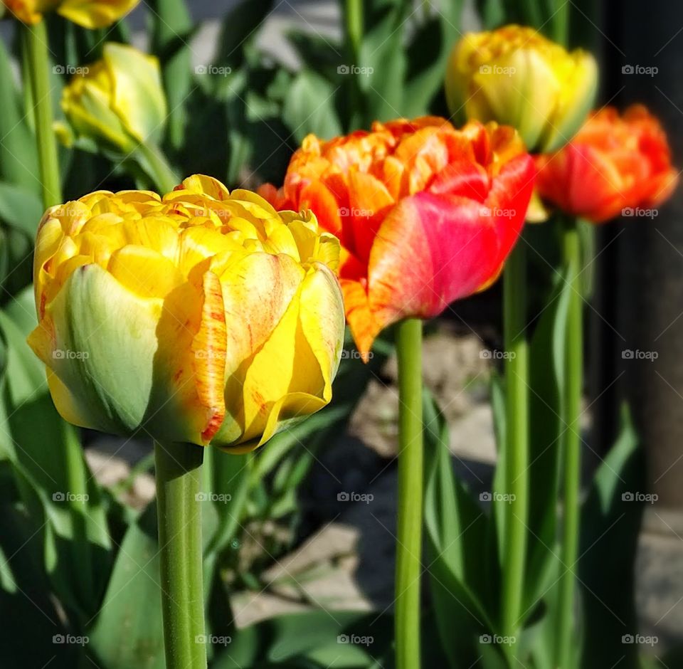 Tulips