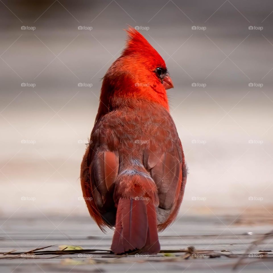 A smug expression from a male cardinal as if someone is checking out his tail feathers. 