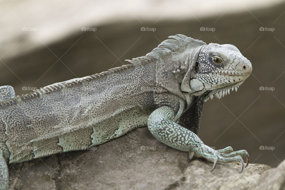 Beautiful iguana.