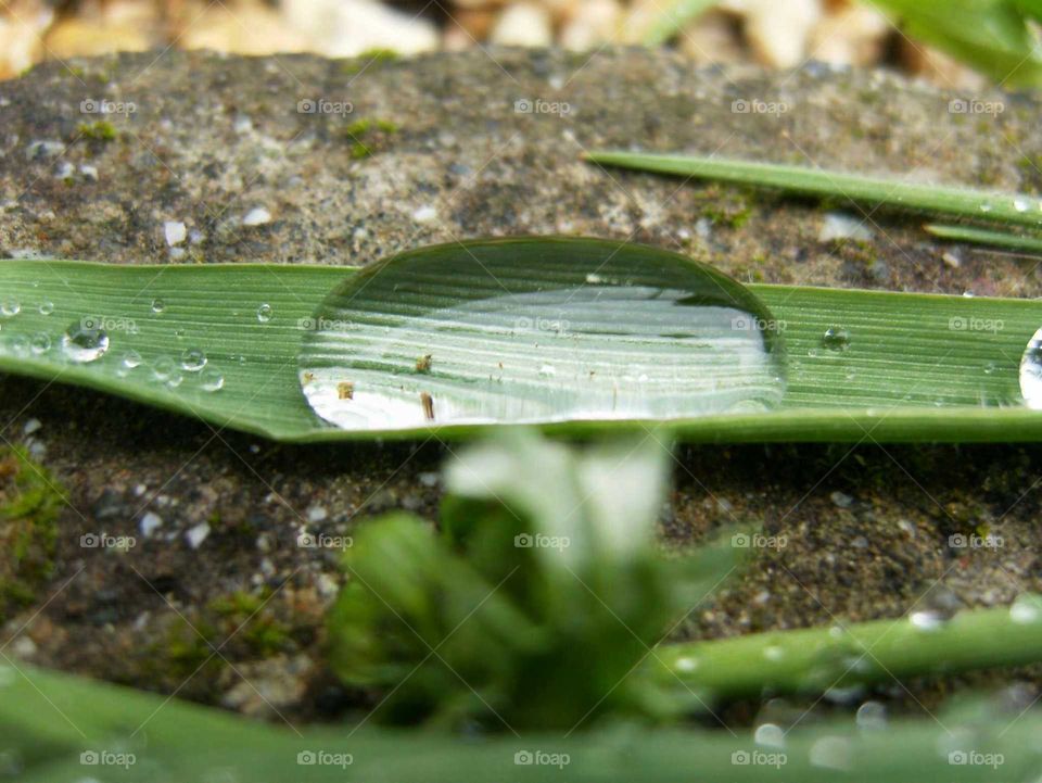 Dew drop Blade of grass