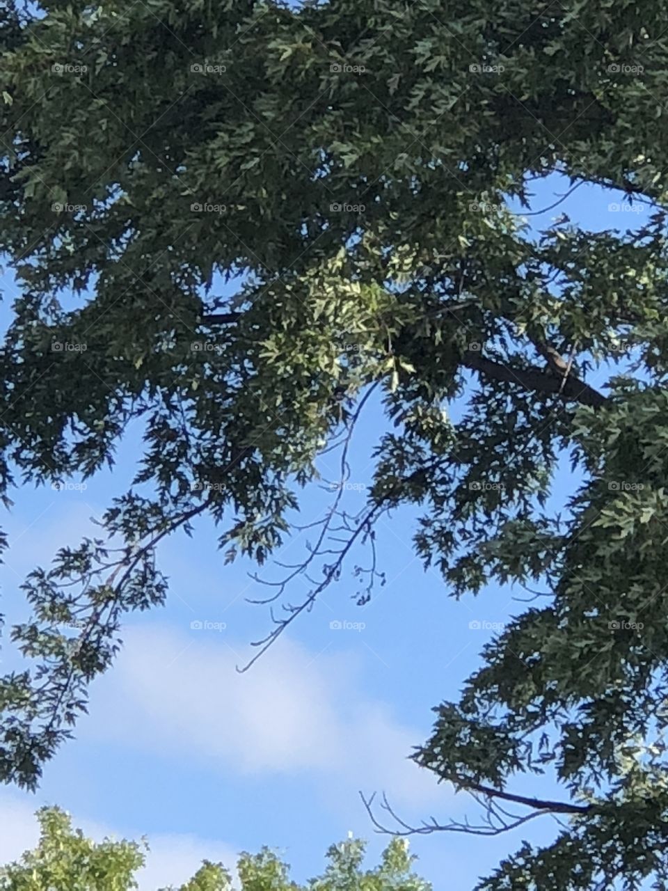 Lovely shot looking at sky through the trees