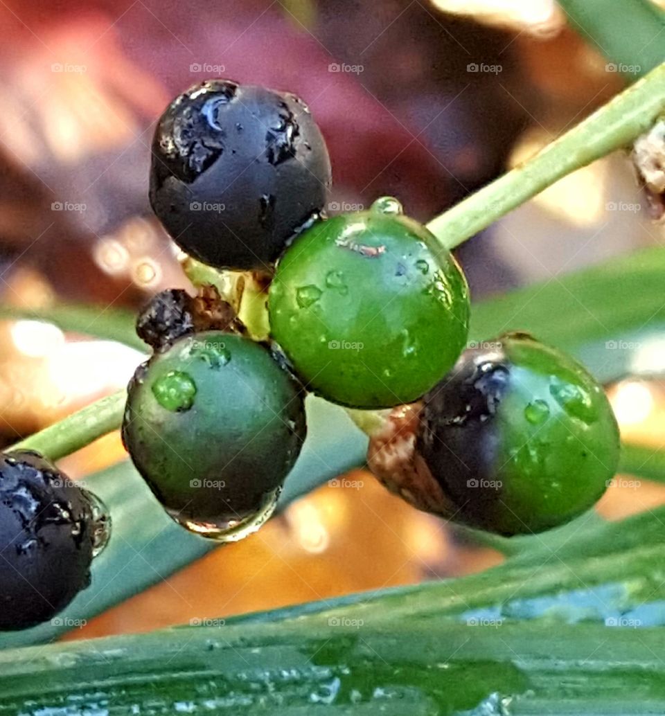 border grass berries