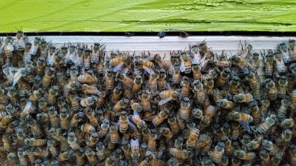 Bearding Bees