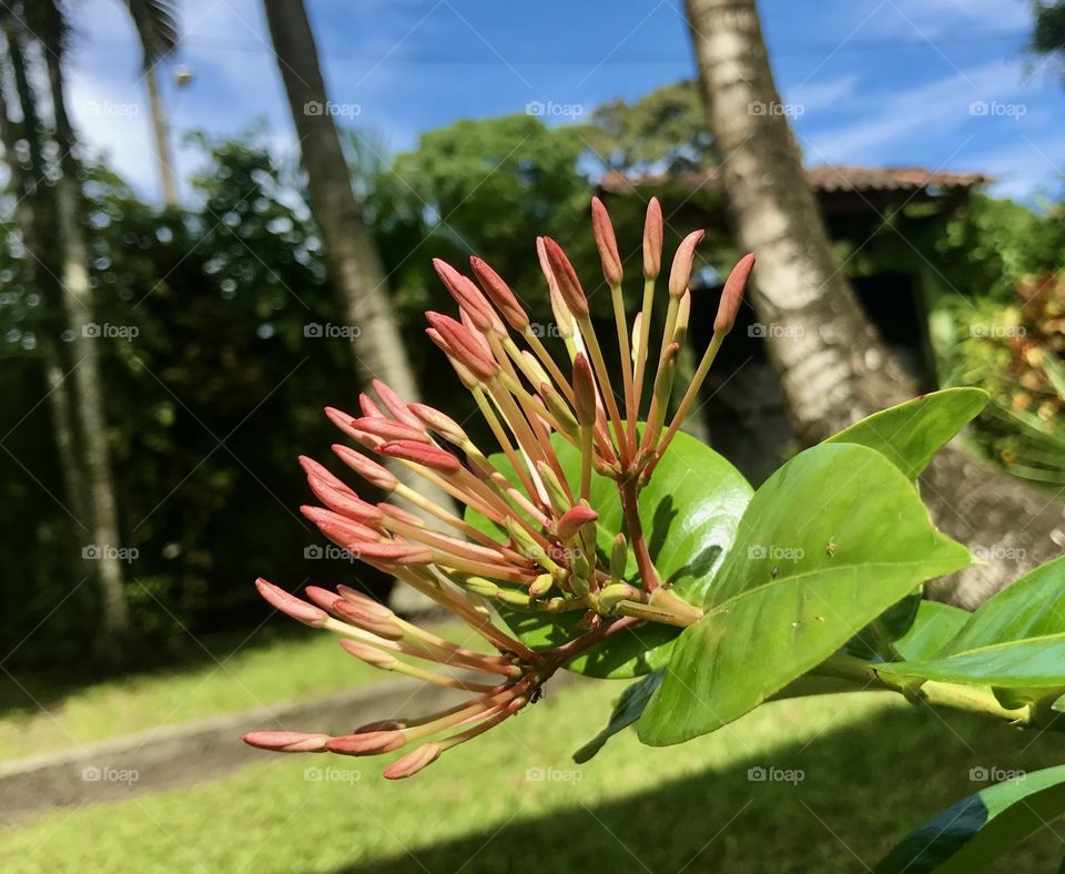 flower buds ready to bloom