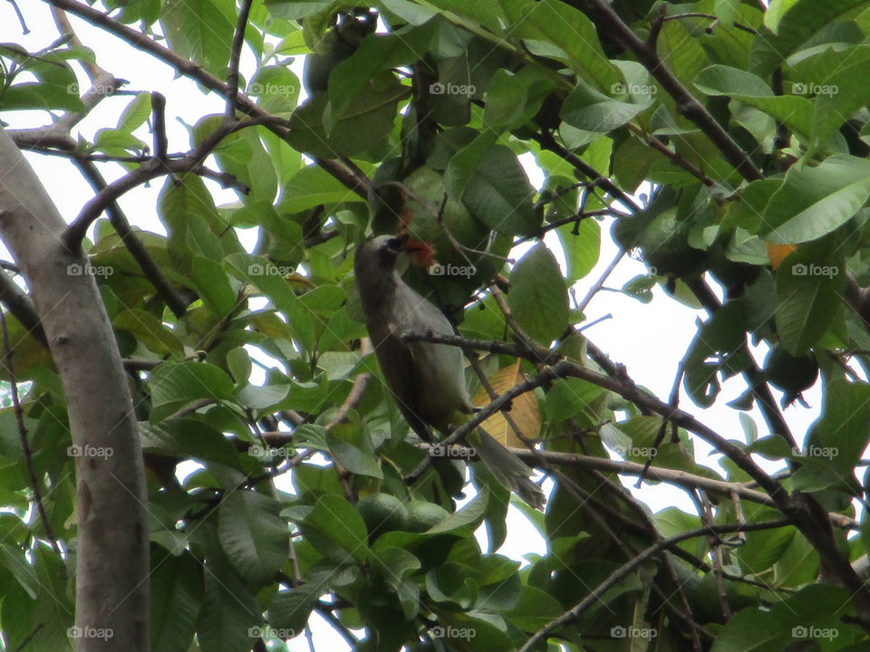 bird eating guava