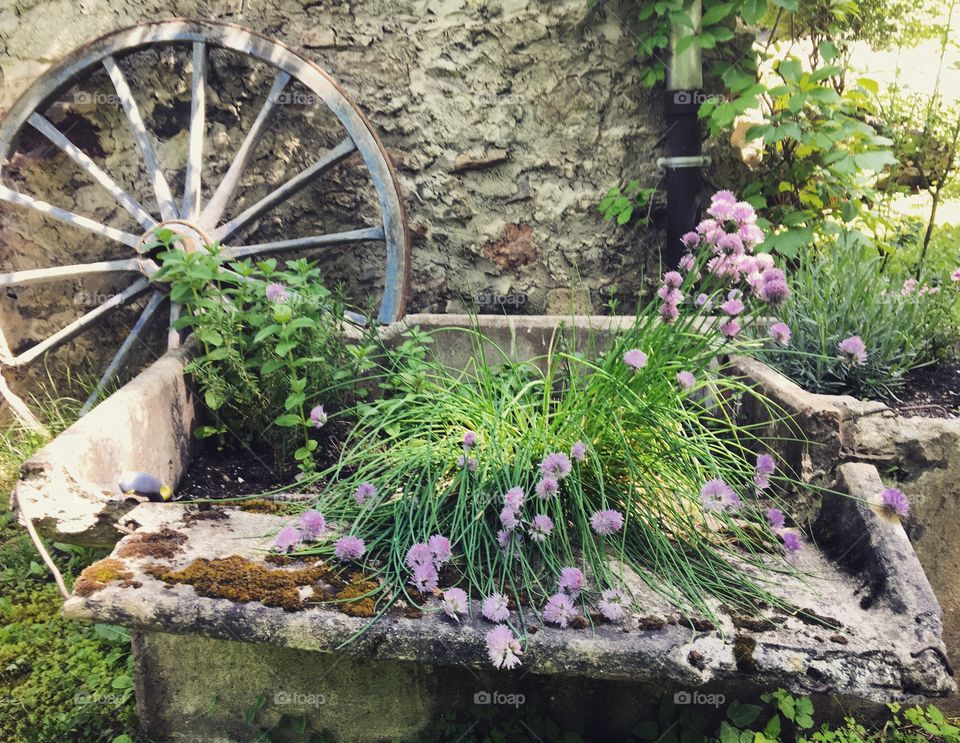 Herbal Trough Garden