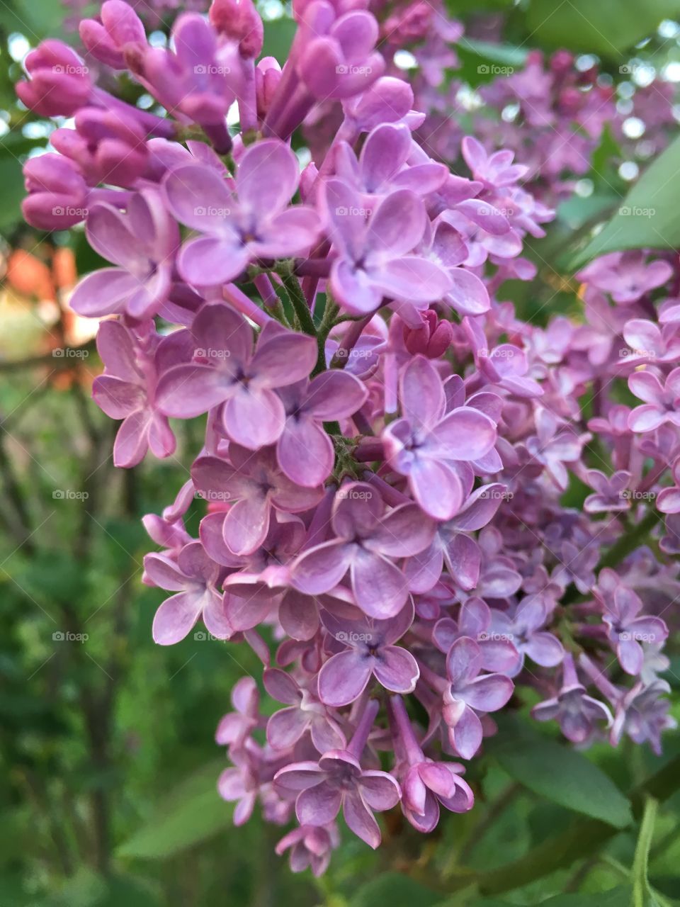 Up close Lilacs