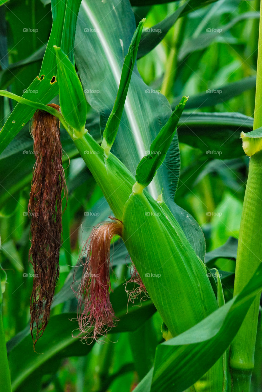 corn with two corns that flourish