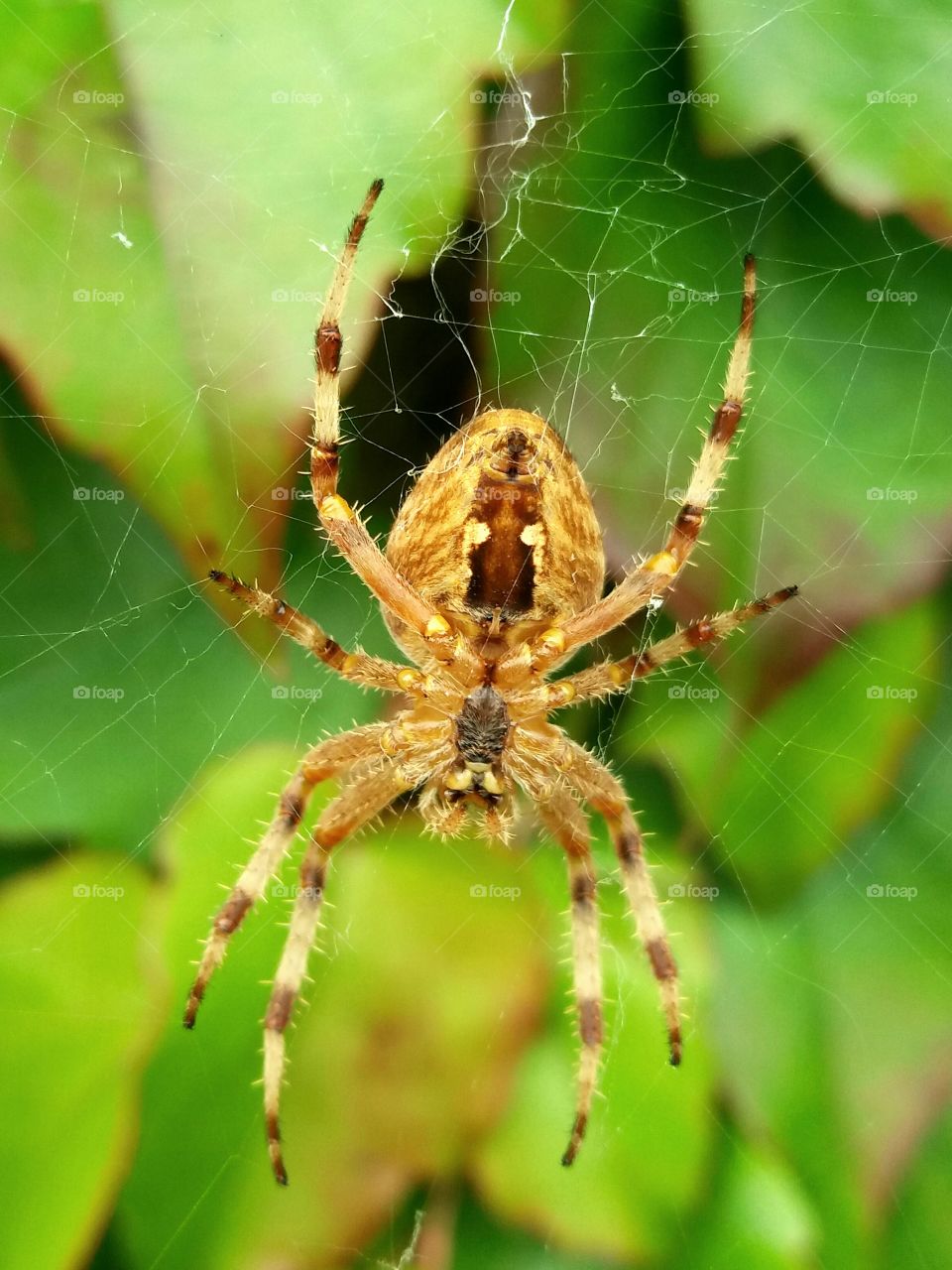 spider in fall