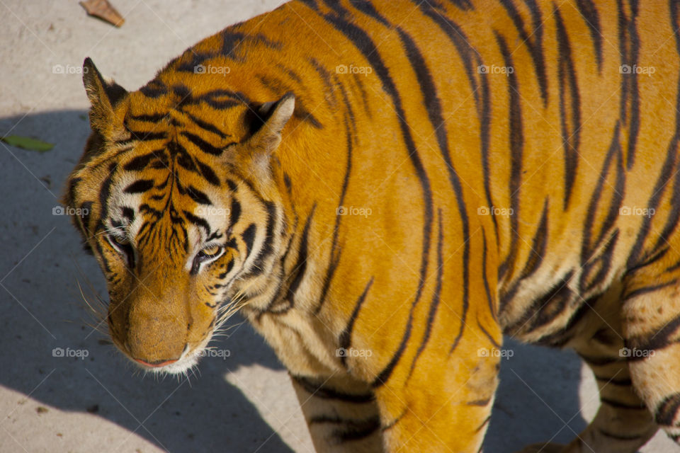 THE BENGAL TIGER IN PATTAYA THAILAND