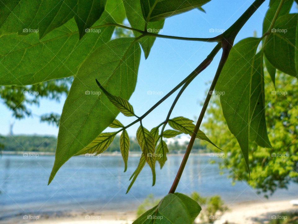 plants