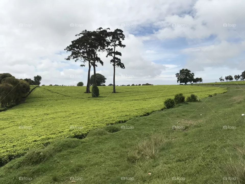 Beautiful roadside view of tea plantation in Limuru Kenya.