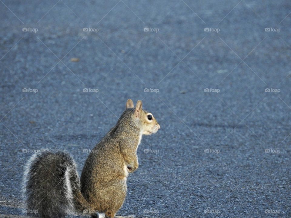 Cute and adorable squirrel wildlife starring at the ground sitting in the road on asphalt macro photo with soft and fluffy short hair and fuzzy tail.