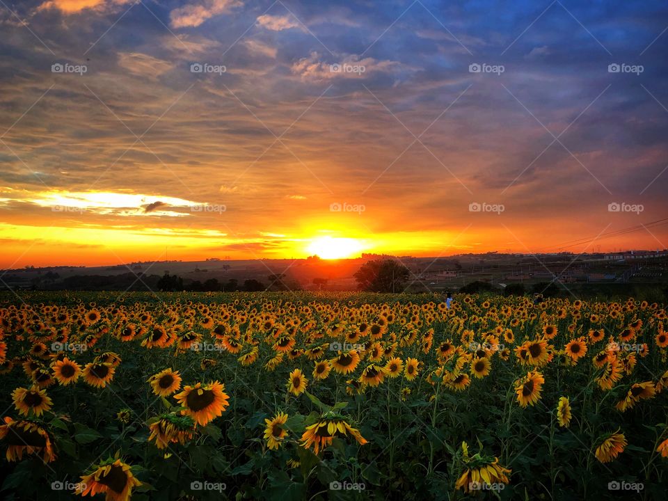 Sunset in a Sunflower field. So this is how the sunflowers recharge their beauty!