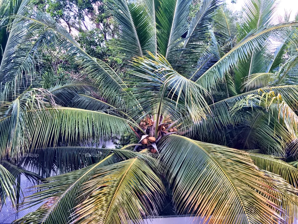 Palm tree
