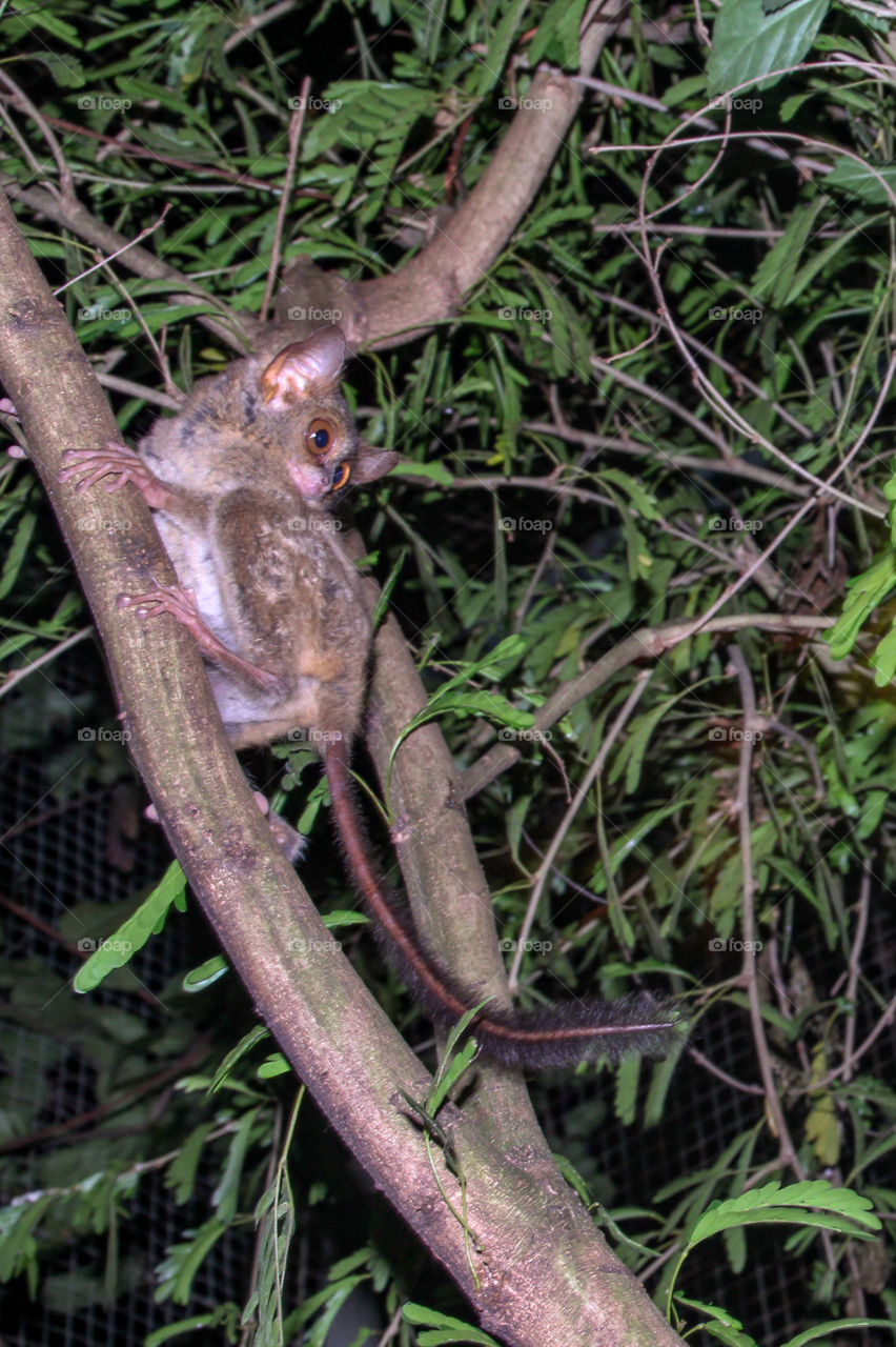 tarsius