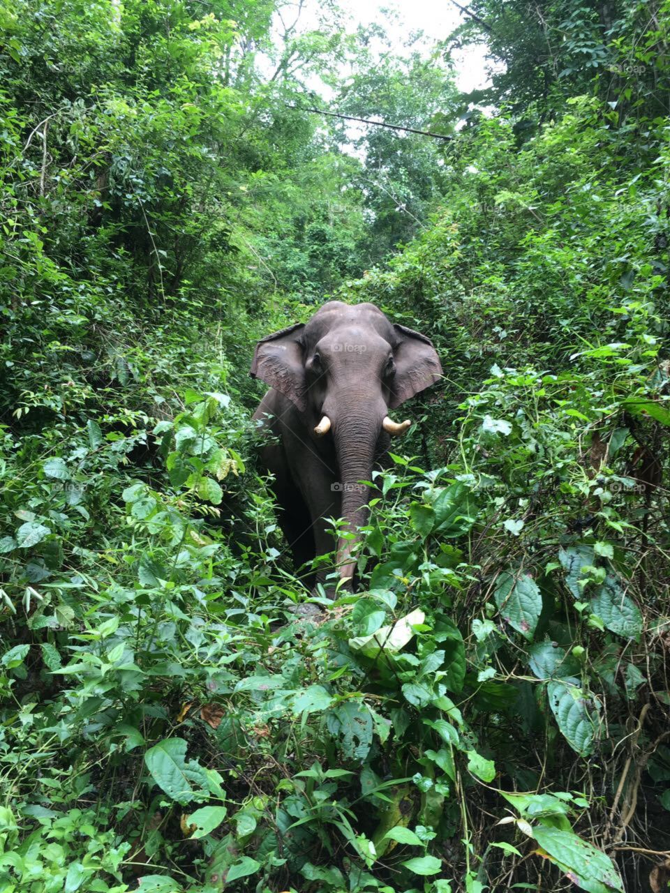 Elefant im Dschungel 