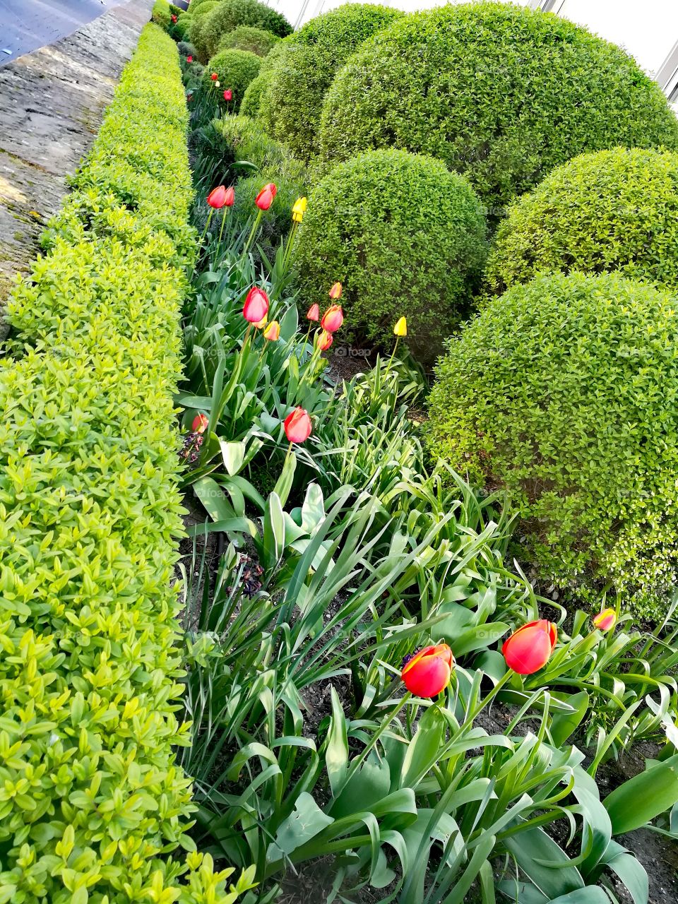 Tulips and boxwood