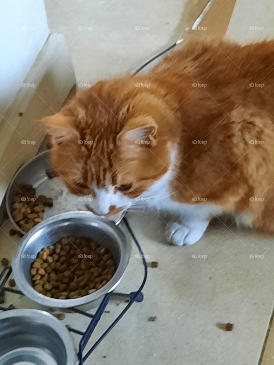 ginger cat enjoying her meal