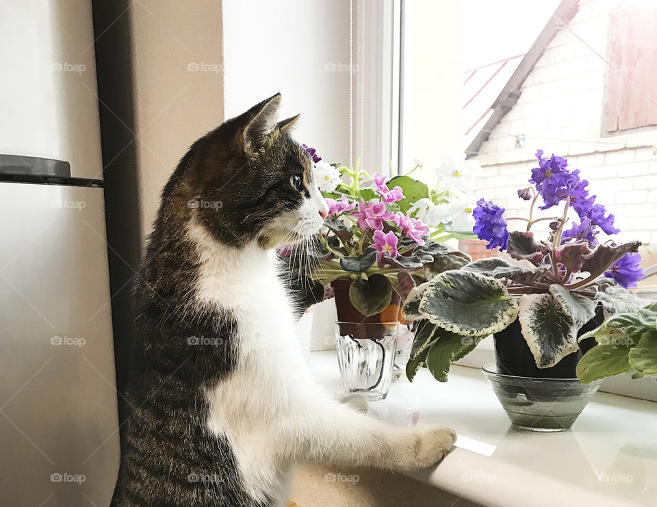 Cute cat watching through the window with house plants at home 