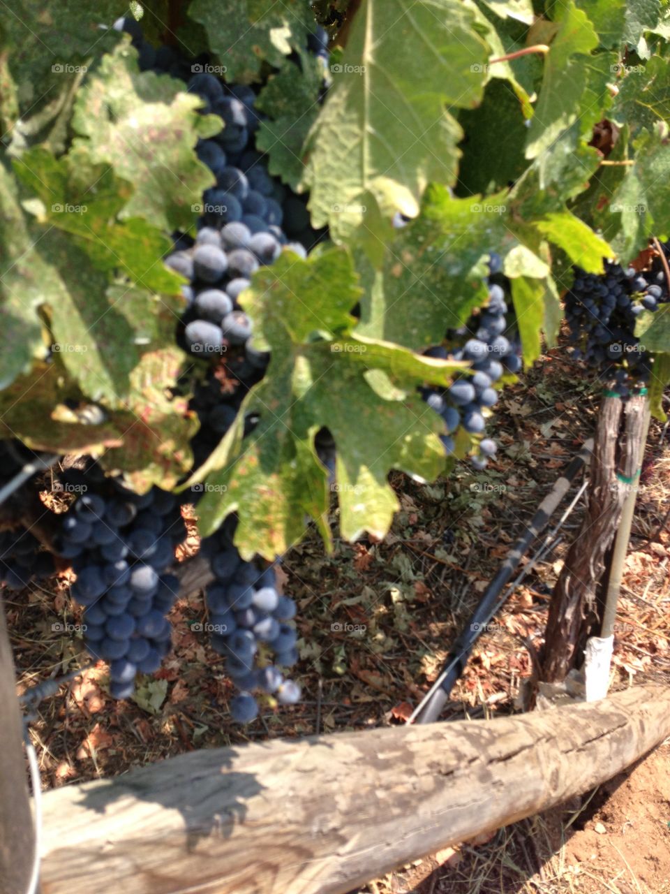 Grapes on a vine in a California vineyard.  Luscious red wine grapes ready to be harvested.