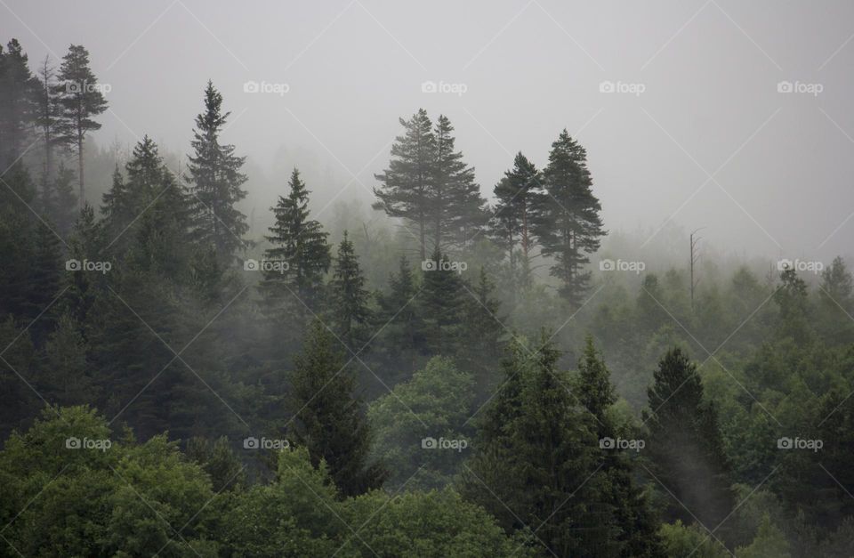 Foggy weather in the mountain forest