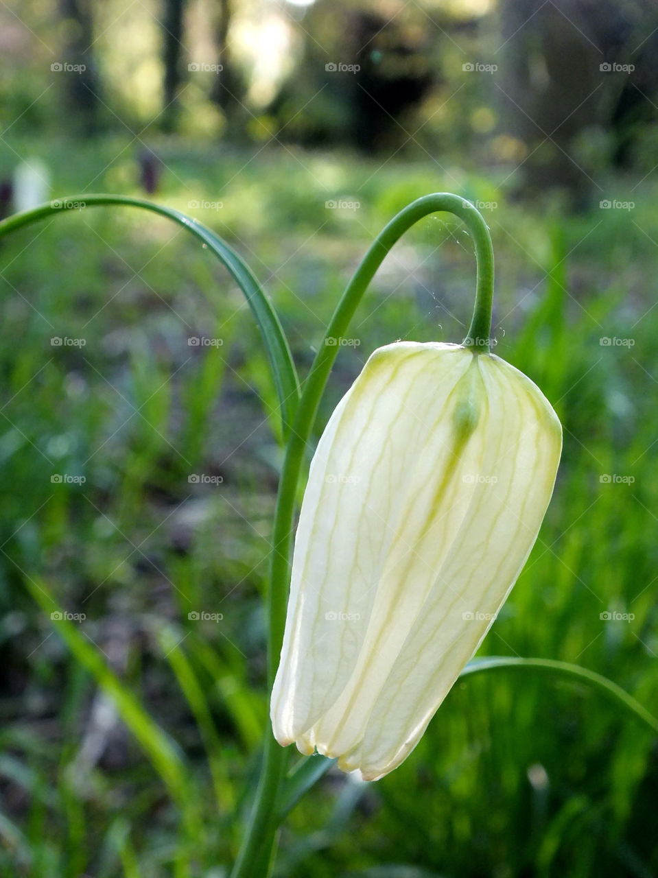 White fritillary