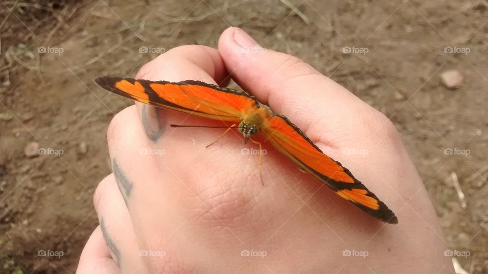 Beautiful butterfly in the hand